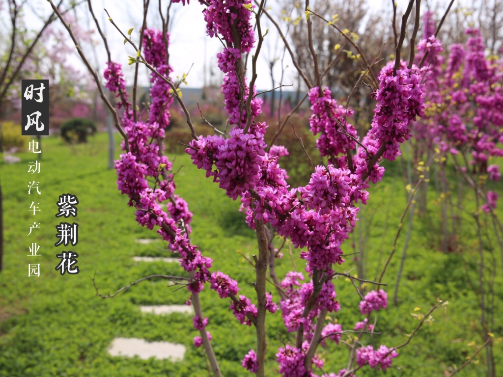 時風電動產業園紫荊花